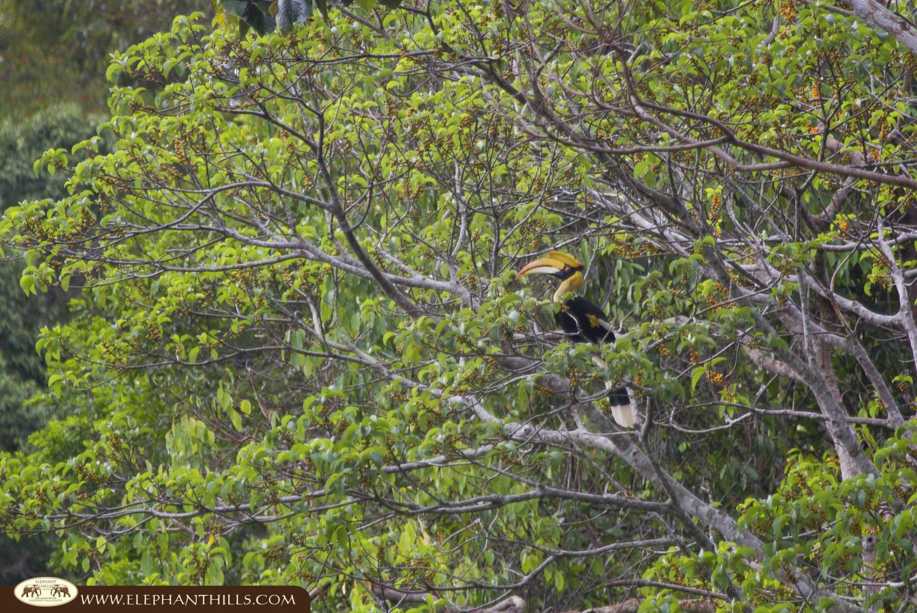 Hornbill birds jungle nature Rainforest Jungle KhaoSokNationalPark ElephantHills