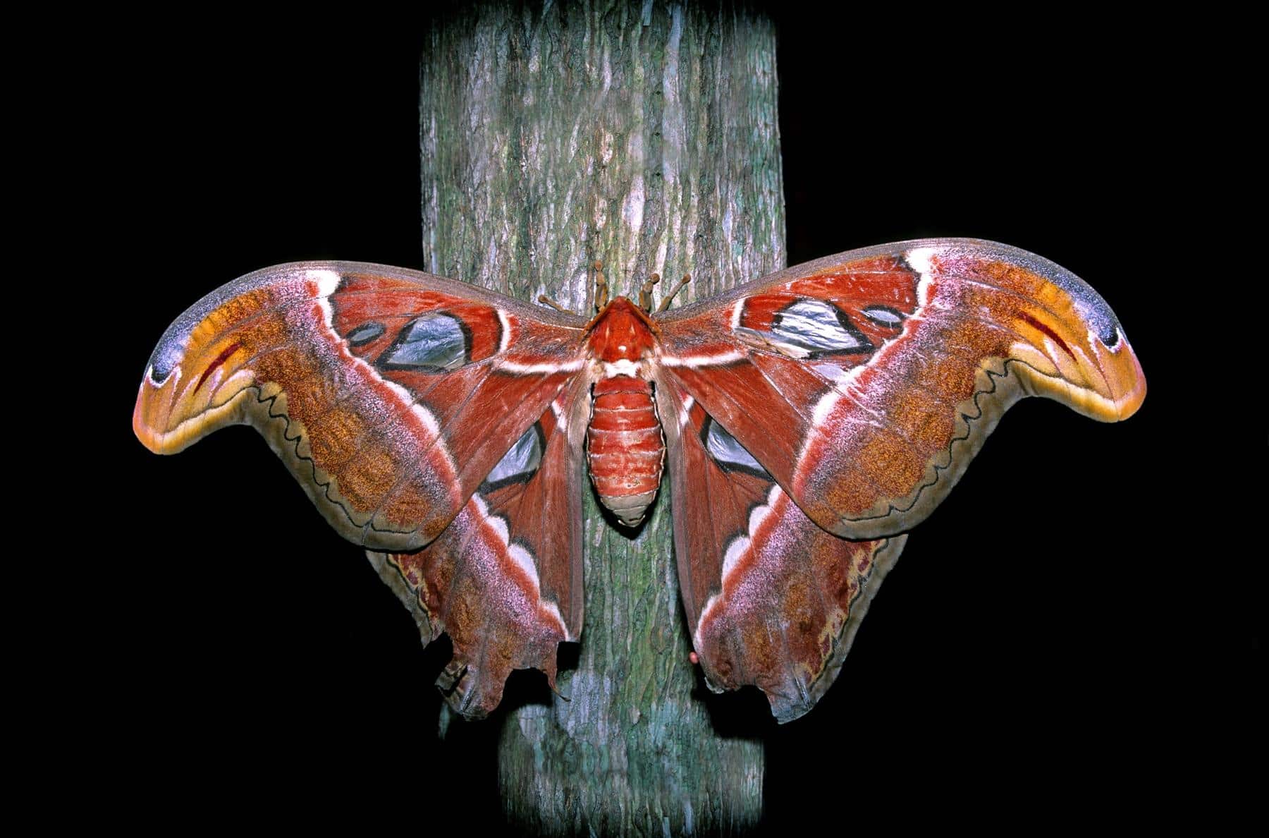 Atlas moths never eat, surviving their short lives on fat reserves