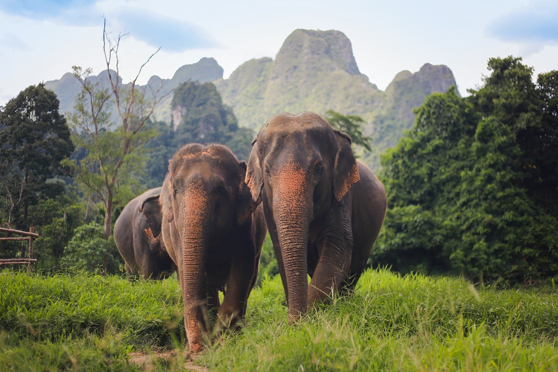 Asian elephant in the jungle on a tour of Khao Sok National Park.