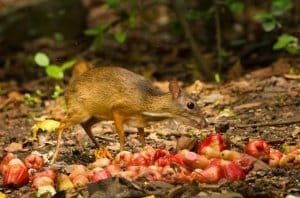 Elephant Hills Khao Sok National Park Thailand Wildlife Mouse Deer is eating its lunch from the fallen fruits