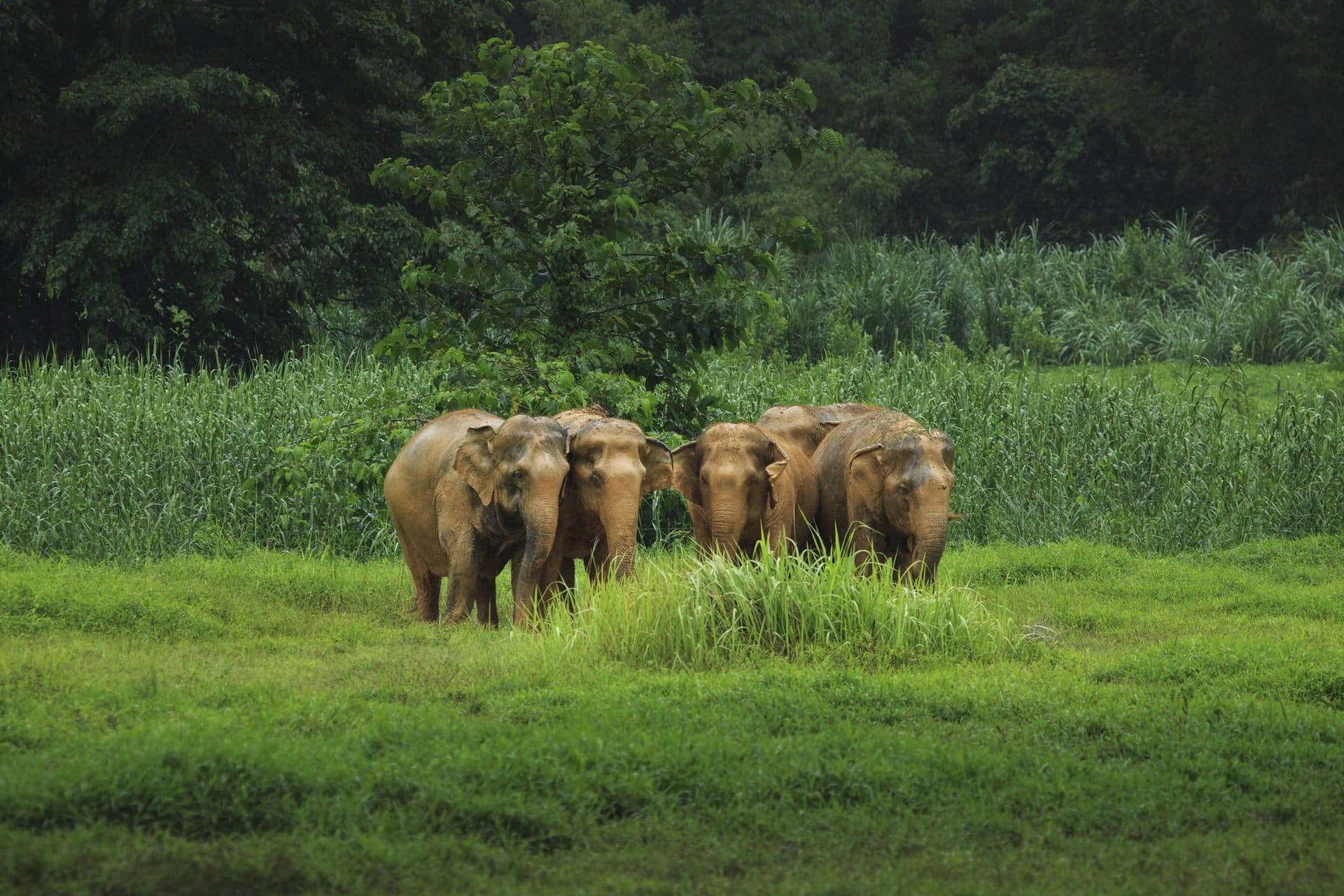 Asian elephants roam free in Khao Sok’s chain-free elephant park