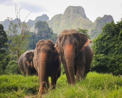 Mindfulness in Khao Sok