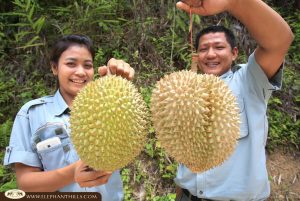 FON FB 035 Durian