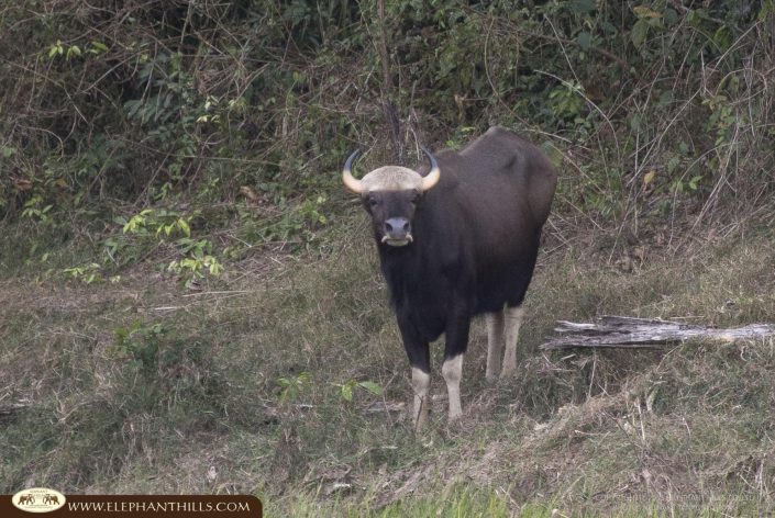 Gaur Wild Ox KhaoSokNationalPark Southern Thailand Rainforest ELephant Hills Wildlife Nature
