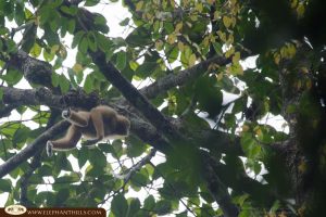 Gibbon tree clamber tree Rainforest Jungle KhaoSokNationalPark ElephantHills