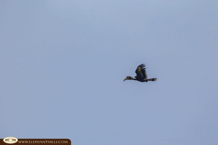 Hornbill flying sky Rainforest Jungle KhaoSokNationalPark ElephantHills