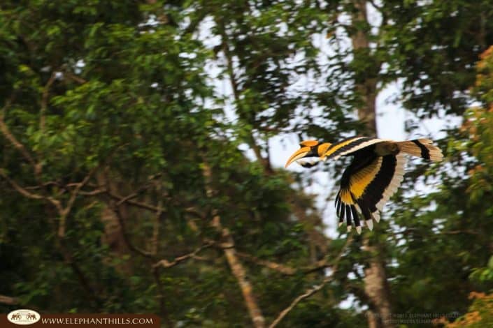 Hornbill jungle flying Rainforest Jungle KhaoSokNationalPark ElephantHills