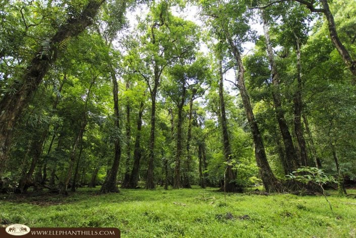 Jungle tree nature green Rainforest Jungle KhaoSokNationalPark ElephantHills