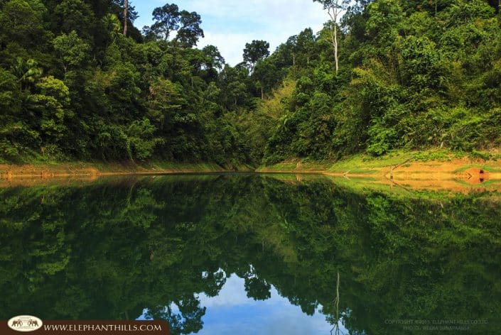 Lake tree nature Rainforest Jungle KhaoSokNationalPark ElephantHills