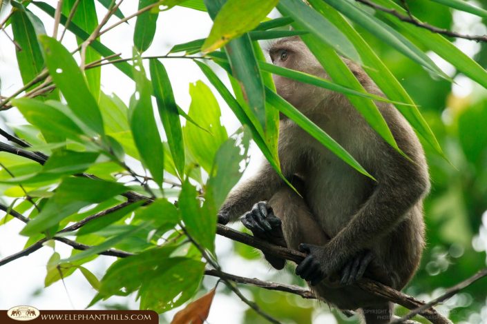 Macaques monkey clamber tree Rainforest Jungle KhaoSokNationalPark ElephantHills