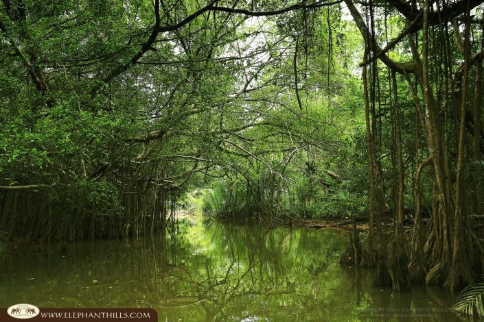 Mangrove banyan tree nature Sok river Rainforest Jungle KhaoSokNationalPark ElephantHills