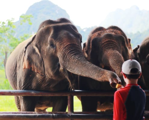 h8 Ethical Elephant Experience at Elephant Hills Luxury Tented Camp Khao Sok National Park Thailand no Elephant Ridin