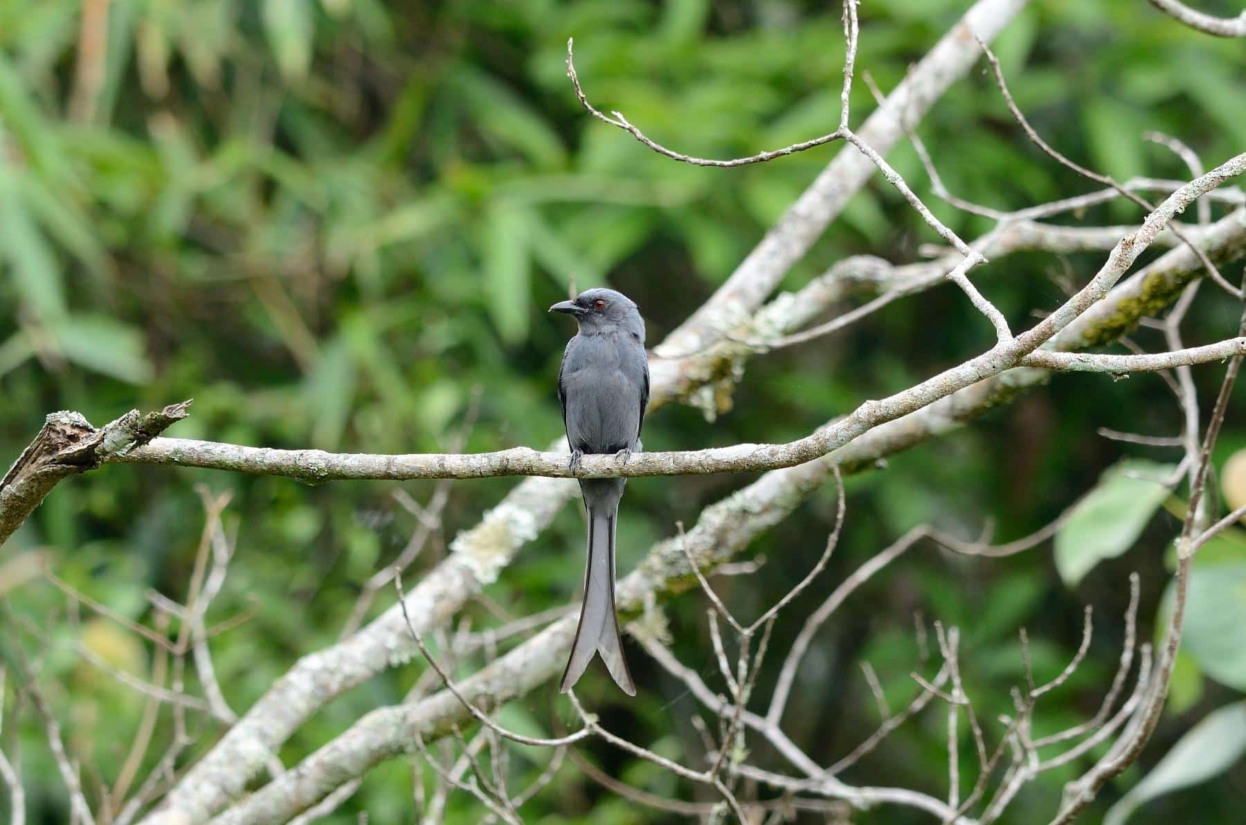 Ashy Drongo KHAO SOK National Park Thailand