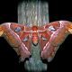 Atlas moths never eat, surviving their short lives on fat reserves