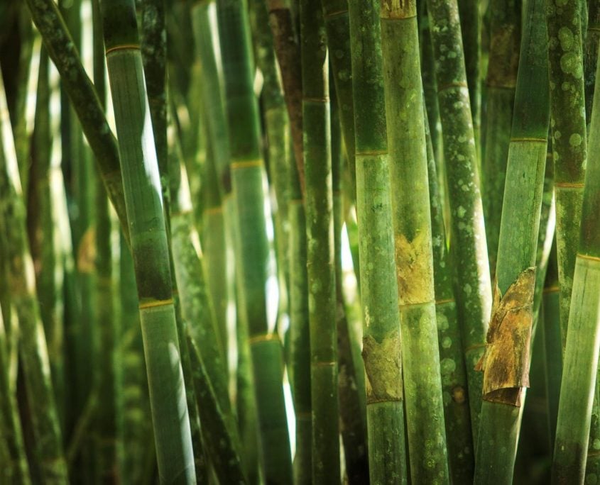 Bamboo