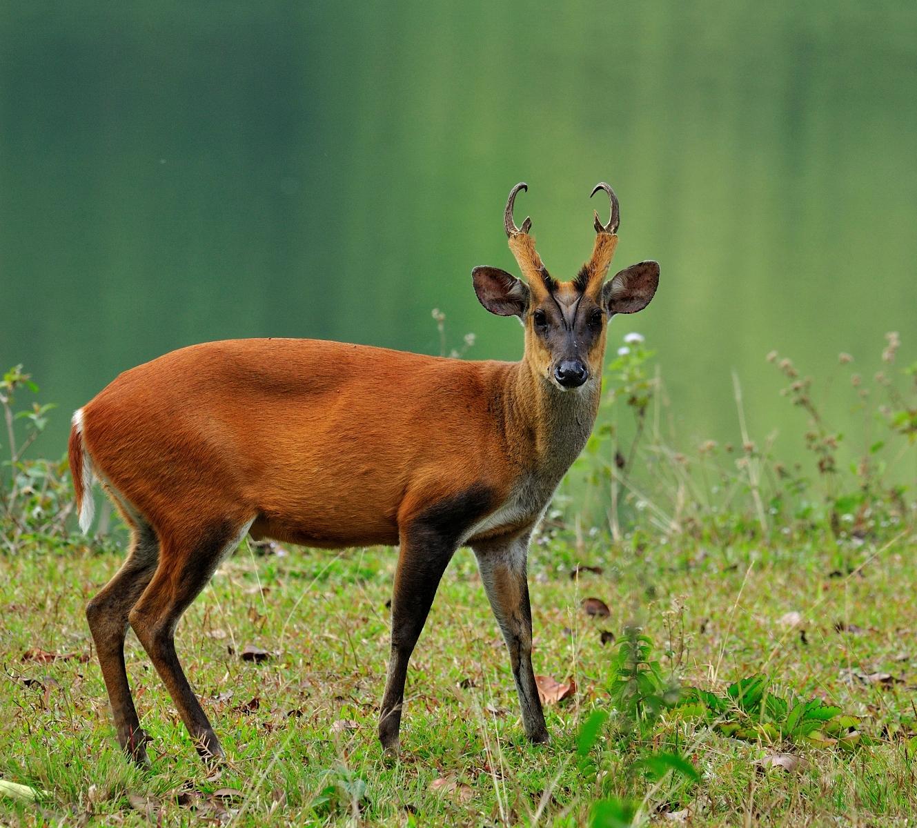 Barking Deer - KHAO SOK National Park, Thailand