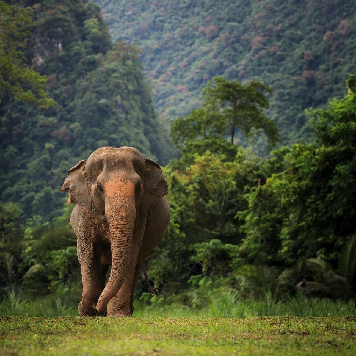 Elephant - KHAO SOK National Park, Thailand