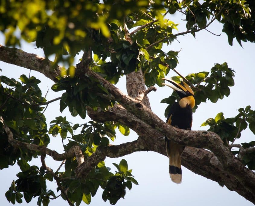 Hornbill