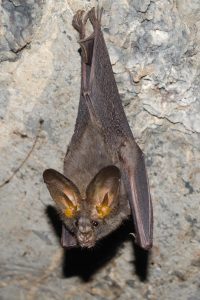 Asian lesser false vampire bat