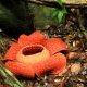 Rafflesia arnoldiil