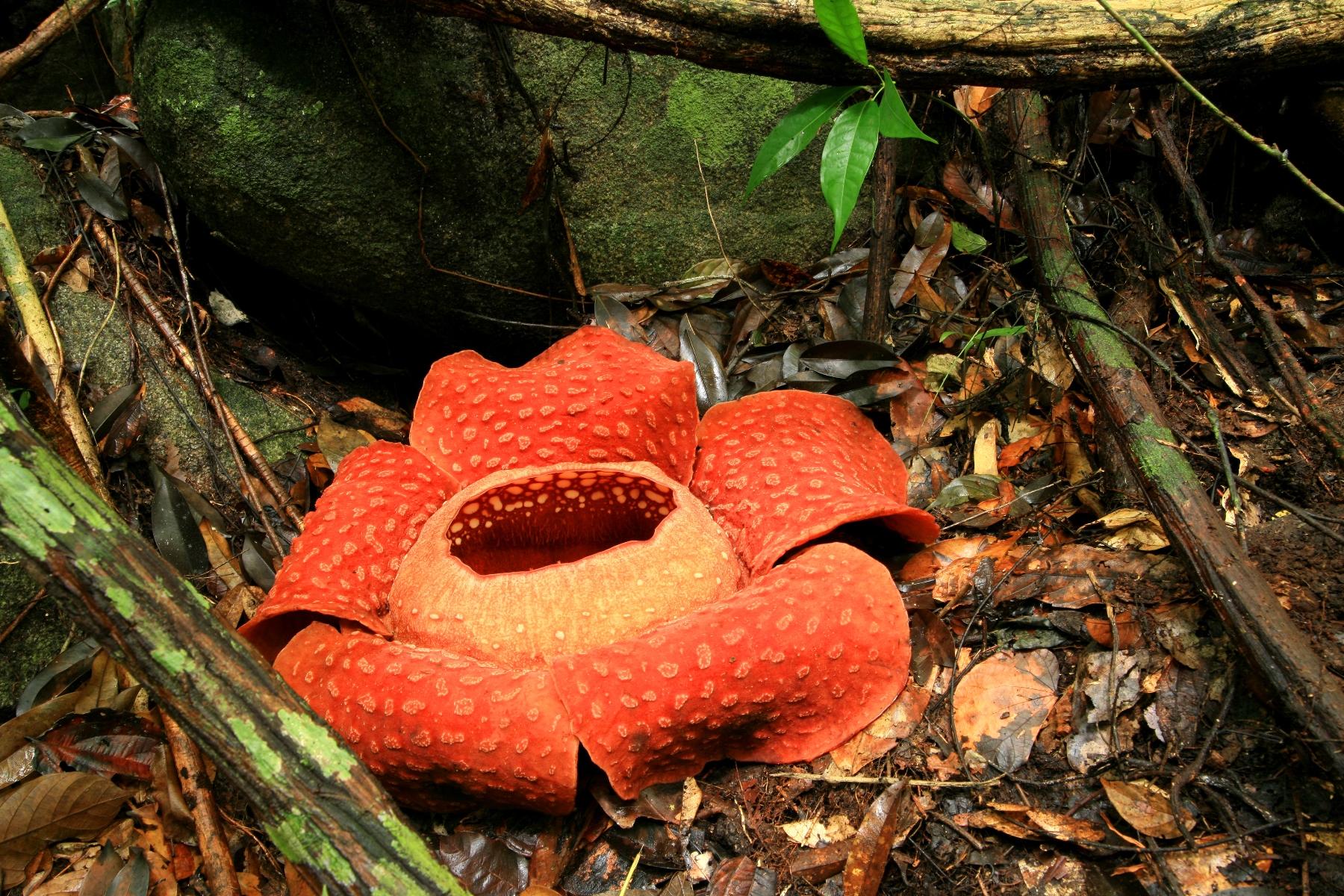 Rafflesia arnoldiil