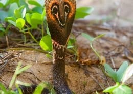 Spectacled Cobra – Asian Cobra