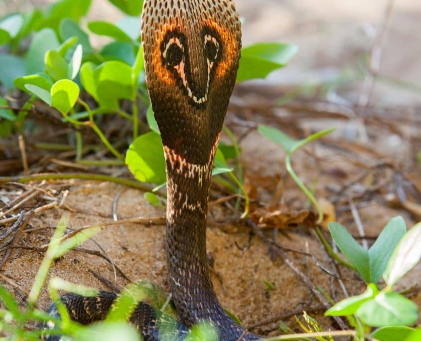 Spectacled Cobra – Asian Cobra