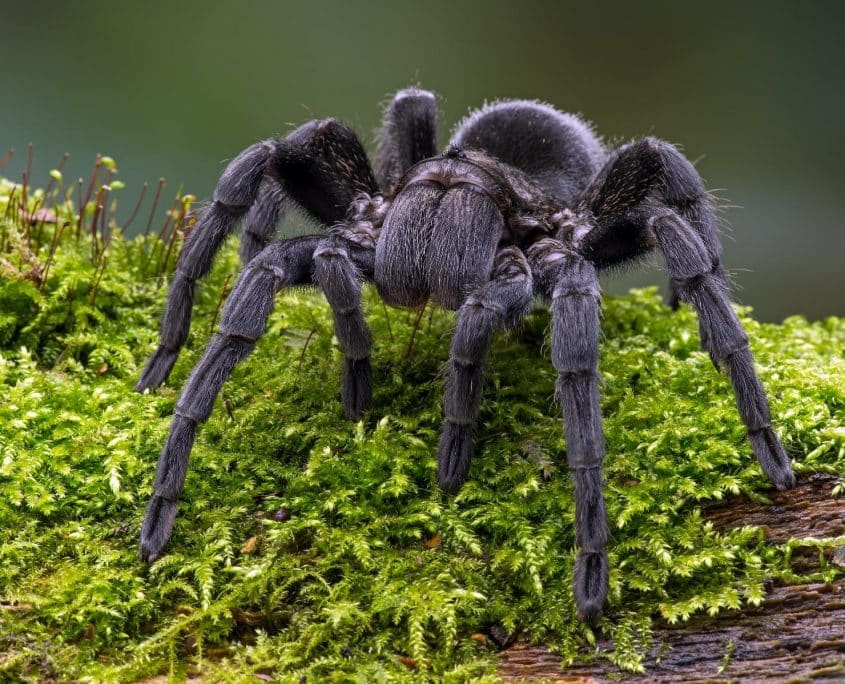 Tarantula