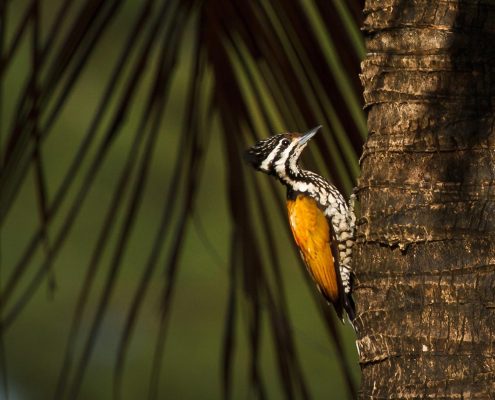 Woodpecker