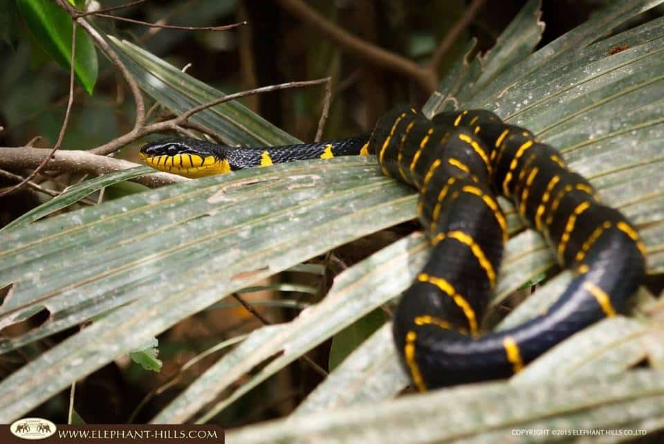 Khao Sok Wildlife in January: What You Are Most Likely to See 6 Mangrove Snake2