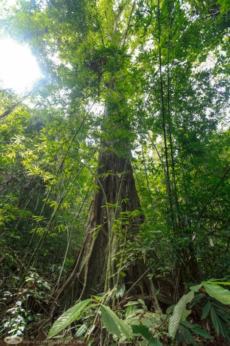 Rainforest wonderland