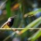 THE OLIVE BACKED SUNBIRD