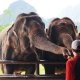 Elephant encounter / elephant experience on Elephant Hills tour in Khao Sok National Park