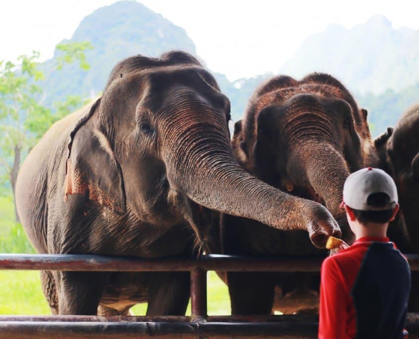 Elephant encounter / elephant experience on Elephant Hills tour in Khao Sok National Park