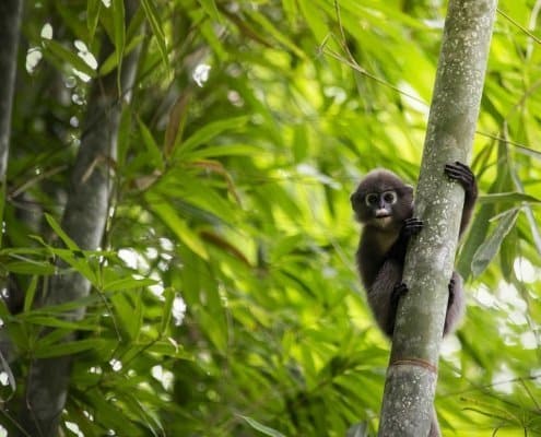 Spectacled Langur watching on Khao Sok National Park tour during jungle trek