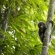 Khao Sok Wildlife in January: What You Are Most Likely to See 19 Spectacled Langur watching on Khao Sok National Park tour during jungle trek