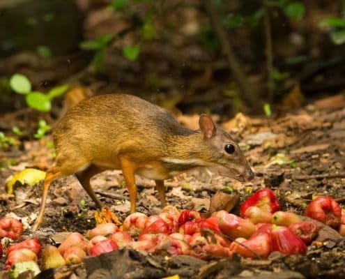 Khao Sok in December: Misty Mornings and the Magic of the Cool Season 2 December in Khao Sok