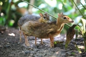 Elephant Hills Khao Sok National Park Thailand Wildlife The smallest hoofed mammal in the world Mouse deer