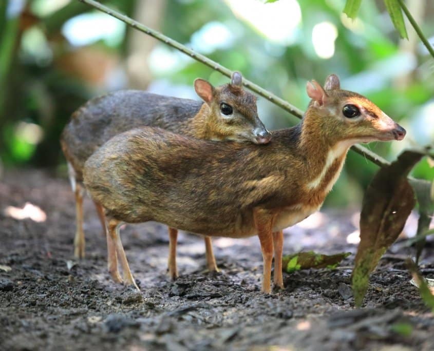 Elephant Hills Khao Sok National Park Thailand Wildlife The smallest hoofed mammal in the world Mouse deer