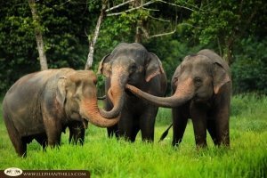 Herd of elephants roam in chain-free elephant park on a Khao Sok recommended tour