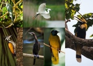 There are over 300 species of birds existing in Khao Sok National Park