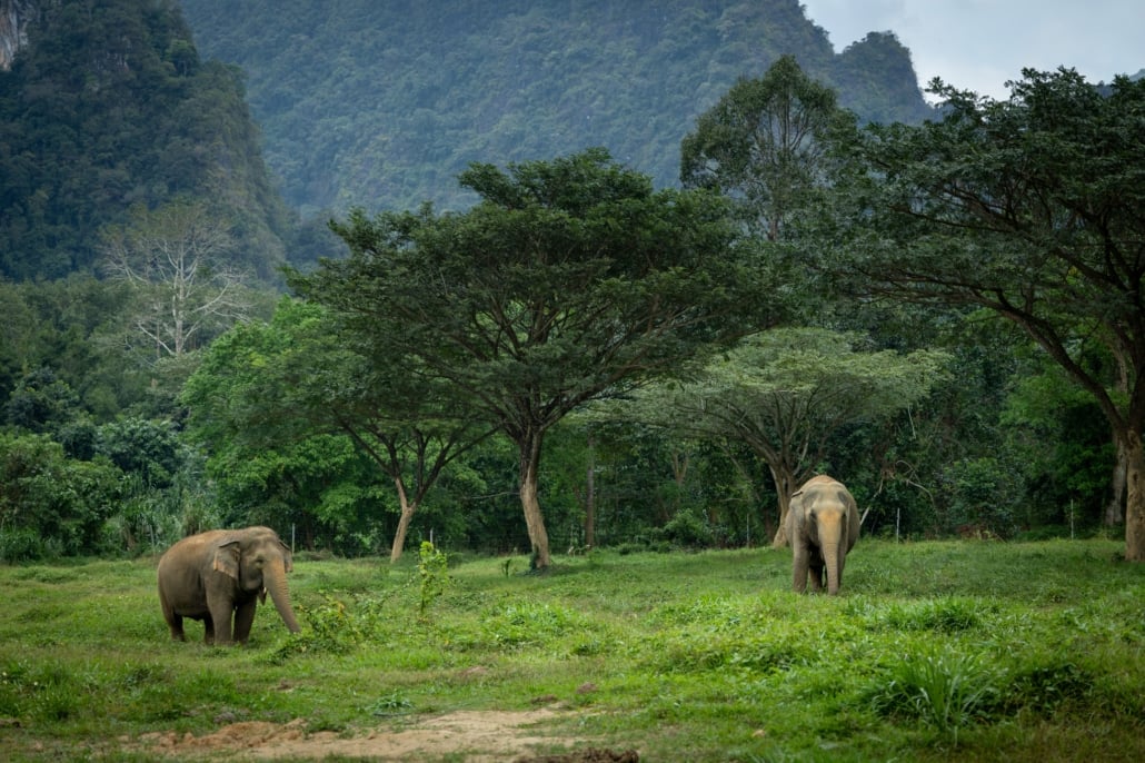 Khao Sok 2026: Setting the Gold Standard for Eco-Tourism 2 Eco-Tourism