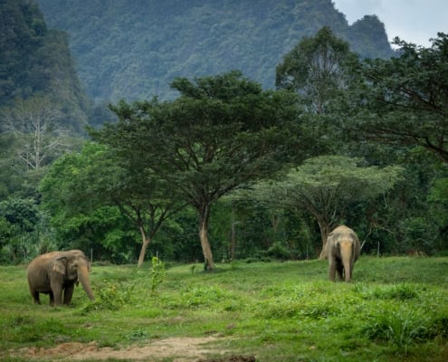 Tours in Khao Sok National Park 37 Khaosok 376