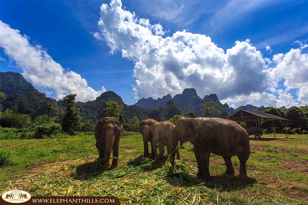 Khao Sok in December: Misty Mornings and the Magic of the Cool Season 9 Discover the Magic of Elephant Hills