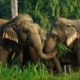 Exploring Elephant Hills Thailand: Ethical Luxury in the Jungle 17 Tor18 52