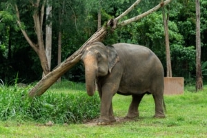 Family-Friendly Adventures: Top Activities for Kids in Khao Sok National Park 5 5E9A4857