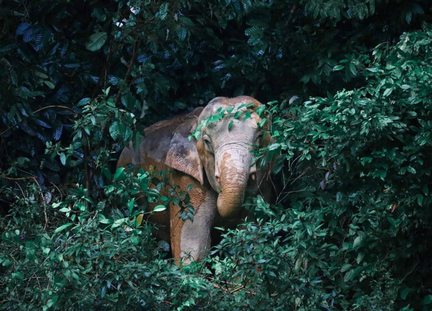 10 Reasons to Visit Khao Sok National Park 11 Khao Sok Elephant