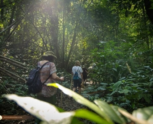 Khao Sok's Seasonal Secrets: Fewer Crowds, Greater Rewards 2 Khaosok 1039