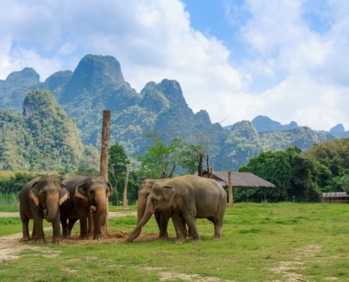 Khao Sok National Park: Thailand’s Ultimate October Adventure 4 IMG 0279