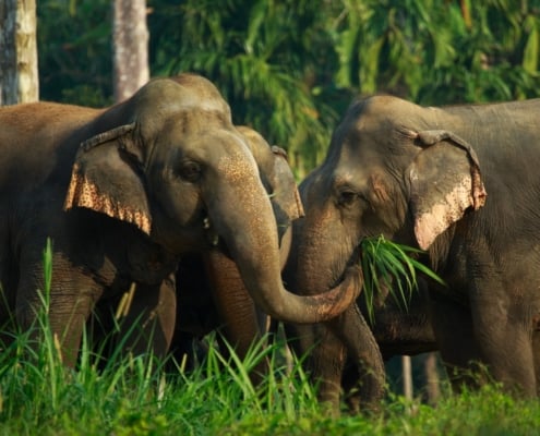 Elephant Experience
